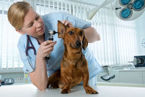 Ветеринар в работе